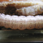 European corn borer has been a sporadic problem in Manitoba since the pest was discovered here in 1948.