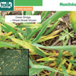 Before seeding winter wheat this fall eliminate the “green bridge” — living cereal plants that can host the wheat curl mite, which spreads wheat streak mosaic, says Manitoba Agriculture farm production adviser Lionel Kaskiw. Wheat curl mites are in the bottom left-hand corner of the photograph.