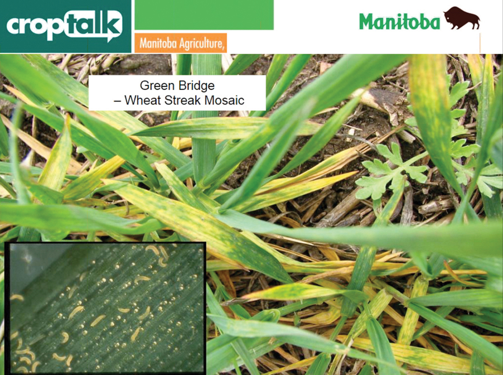 Before seeding winter wheat this fall eliminate the “green bridge” — living cereal plants that can host the wheat curl mite, which spreads wheat streak mosaic, says Manitoba Agriculture farm production adviser Lionel Kaskiw. Wheat curl mites are in the bottom left-hand corner of the photograph.