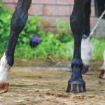 The joints of the lower legs of horses don’t move much, but they perform an important function and are a frequent source of lameness.