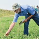 Attendees of an Aug. 30 field tour at the Manitoba Beef and Forage Initiatives site north of Brandon explore pollinator-friendly seed mix, including a swath of
purple blooming phacelia.