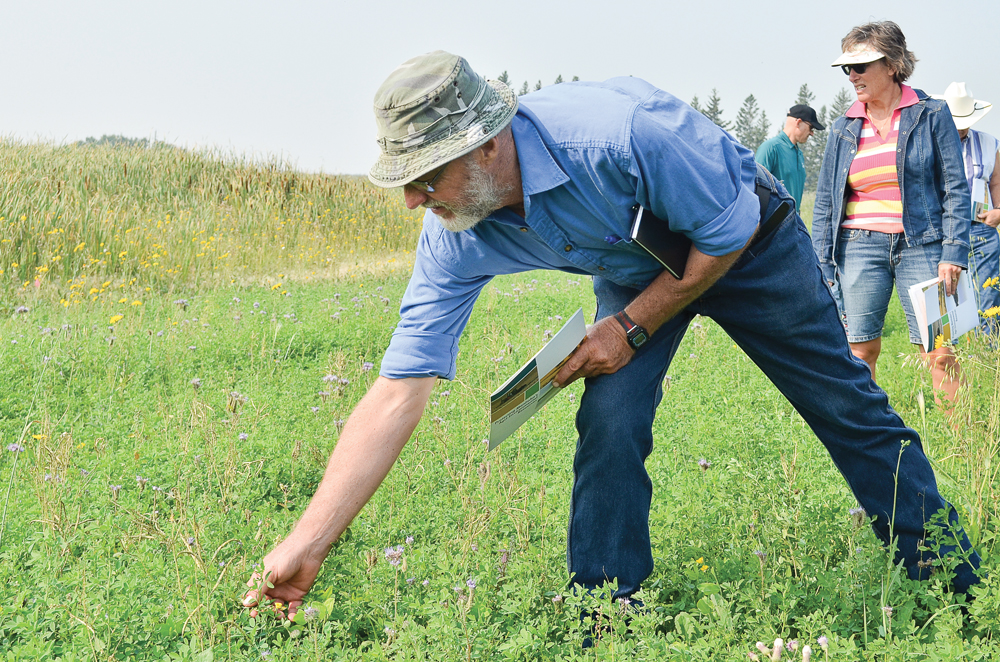 Attendees of an Aug. 30 field tour at the Manitoba Beef and Forage Initiatives site north of Brandon explore pollinator-friendly seed mix, including a swath of  purple blooming phacelia.