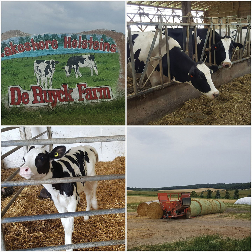 Lakeshore Holsteins near Bruxelles is one of several dairies to sign up for  Open Farm Day 2017.