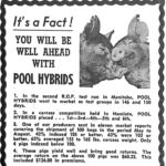 ‘Get ahead’ with Pool hybrid pigs