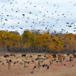 A swarm of blackbirds takes flight.