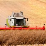 Harvest time - combine at canola field