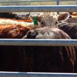 Cows herded in to holding pen