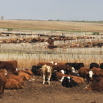 Lack of data is affecting the price transparency of the cattle market, with a number of knock-on effects.