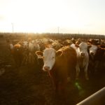Manitoba’s cattle markets all back up and running