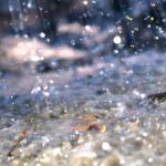 Excess moisture and rain has seen as much as 95 per cent of cropland in and around The Pas sit idle this crop season.