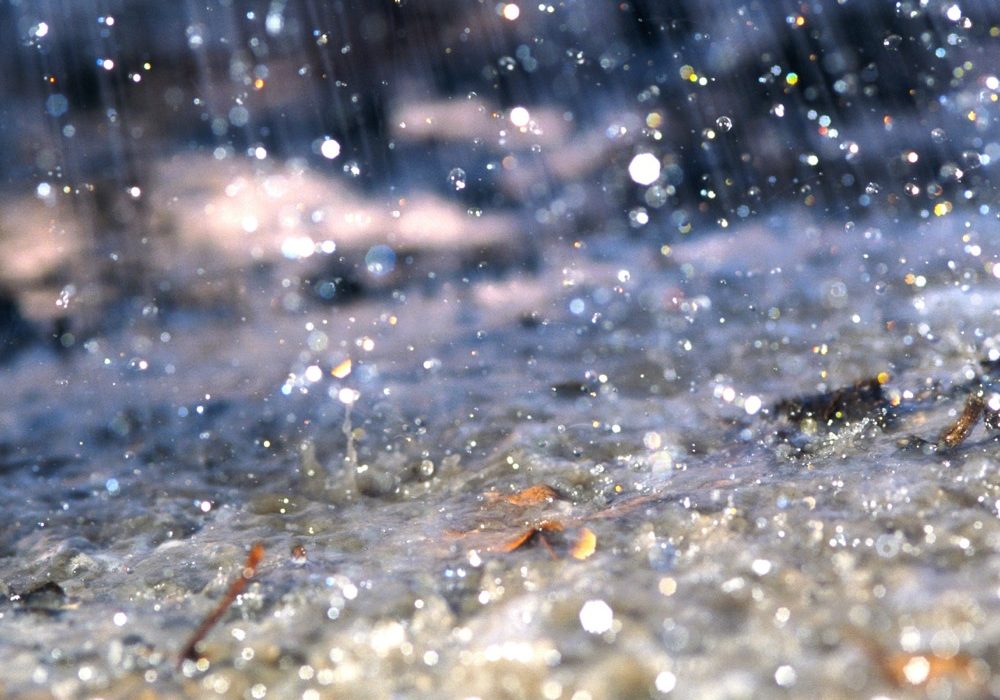 Excess moisture and rain has seen as much as 95 per cent of cropland in and around The Pas sit idle this crop season.