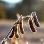 Unharvested soybeans on a cold winter morning.