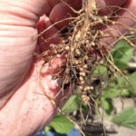 Growers of soybeans and other pulse crops need to know both if nodules are present in acceptable number, and if they’re functioning properly.