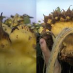 Desiccating sunflowers too early can cut yield and test weight. Ideally seed moisture at the time of desiccation will be 14 to 16 per cent, or at least under 20. The back of the sunflower head can be a guide. The bracts in the photo on the left are not fully brown to the bottom. Seeds in this head will be about 30 per cent moisture. The bracts on the right are brown to the bottom and the back of the head is tan coloured. The seeds will be 15 to 20 per cent moisture.