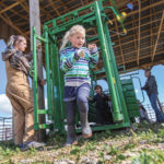 Hailey Baron-Wright, followed by Benjamin Wright-Ricker, rushes out of
a cattle squeeze at the Manitoba Beef and Forage Initiatives farm,
as research co-ordinator Kristelle Harper operates the gate.
