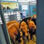 Autumn gradually arriving at Manitoba cattle markets