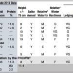 Winter wheat variety descriptions: 1 Maturity ratings: E = Early, M = Medium and L = Late. CDC Falcon is considered an Early (E) maturing variety. Varieties plus 2 to 4 days compared to CDC Falcon would be Medium (M) maturing. Varieties greater than 4 days compared to CDC Falcon would be rated as Late (L) maturing.
2 All registered varieties have similar (good) winter hardiness if seeded at the optimum date into standing stubble where good snow cover can be assured. For the newer varieties, there is limited information currently available. As these varieties are grown on more acres, a better understanding of relative winter hardiness will follow.
3 Fusarium head blight (FHB) infection is highly influenced by genetics, environment and heading date. Under high levels of disease pressure, all varieties will experience yield and/or quality loss.
~ Indicates a variety that is protected by Plant Breeder’s Rights or a variety where portection has been applied for but not yet granted at time of printing.