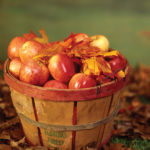 Apples are healthy foods and are at their best when you eat the whole fruit fresh.