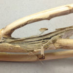 Late-season verticillium in canola appears as black peppering beneath the flaking outer surface of the stem.