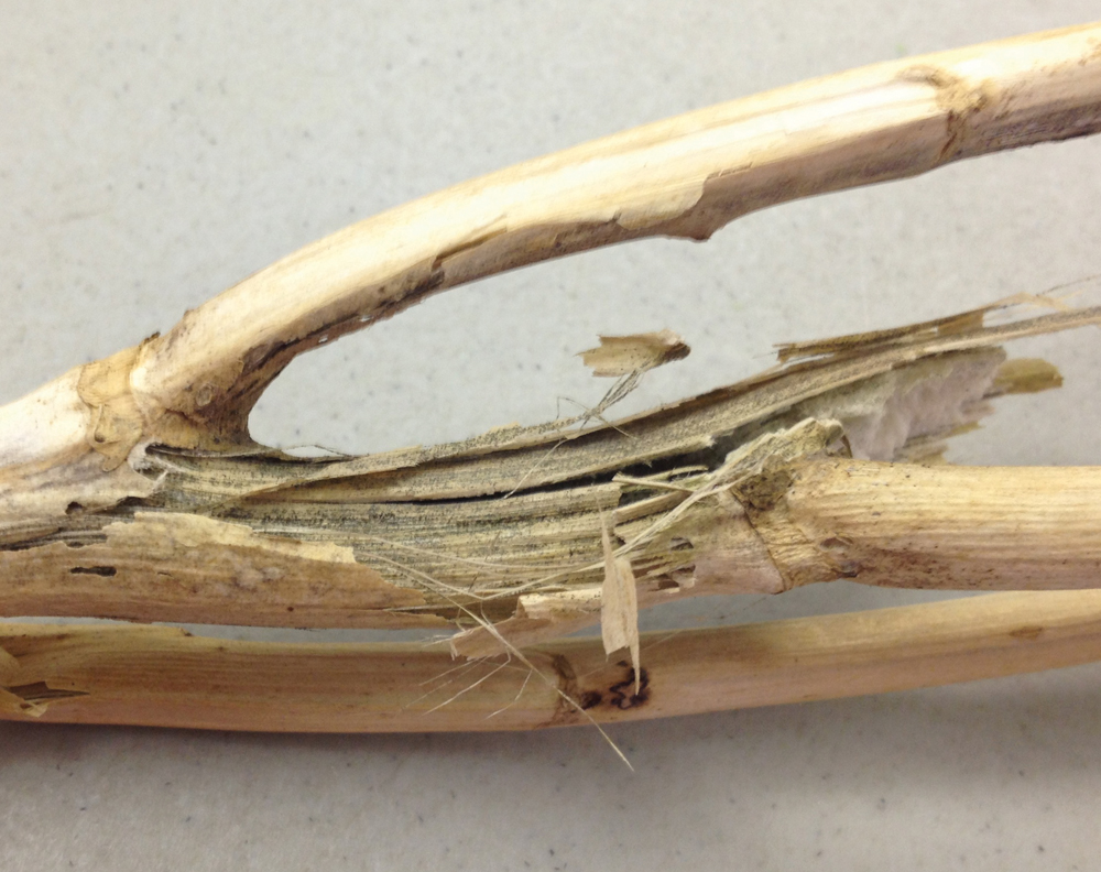 Late-season verticillium in canola appears as black peppering beneath the flaking outer surface of the stem.