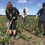 Monsanto workers Nathalie de Rocquigny (l), Celeste Giesbrecht and Kwok Chu Tom Li (r) test corn for its response to pathogens on Monsanto’s research farm  near Carman June 20, 2017.