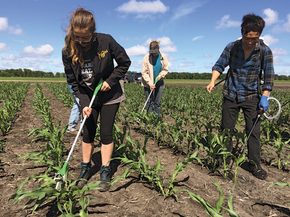 Monsanto workers Nathalie de Rocquigny (l), Celeste Giesbrecht and Kwok Chu Tom Li (r) test corn for its response to pathogens on Monsanto’s research farm  near Carman June 20, 2017.