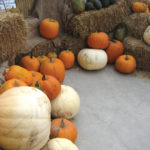 White pumpkins that have marks and blemishes often make the best candidates for carving Halloween faces, as these faults can be incorporated into the design.