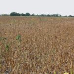 The decision to apply glyphosate or a true desiccant ahead of harvesting soybeans will depend on the weeds being controlled.