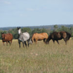 The microscopic forage mite acts as an intermediary and allows horses to be infected with tapeworm while grazing.