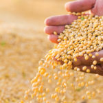 Sizable fund shorts still hang over CBOT grain market