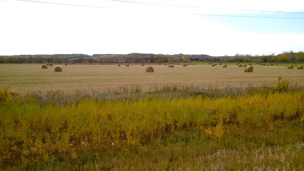 A field of hay bales near Altamont, Man. on Sept. 30.