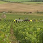VIDEO: Climate change takes its toll on Chablis