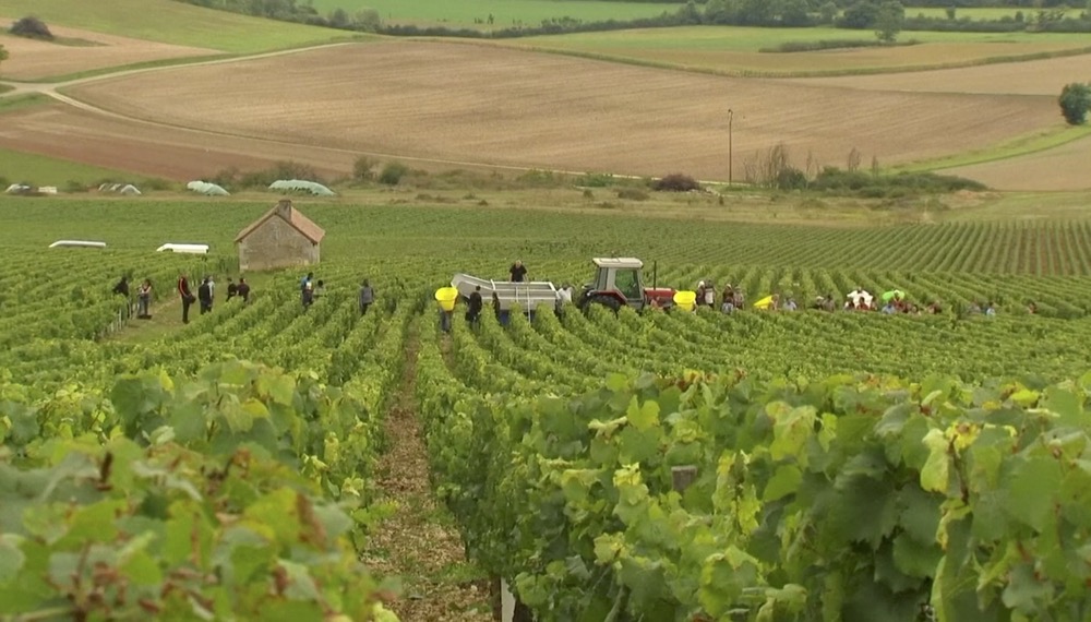 VIDEO: Climate change takes its toll on Chablis