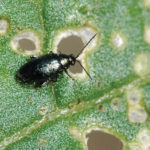 New research may eventually see plants created that can shake off insect damage on their own.