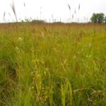 Manitoba still has some of the best tracts of grassland left in the world.