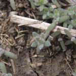 Kochia seedlings, part of a U.S. study of the weed, emerge in a field at
Garden City, Kansas.