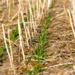 Winter wheat planting lags in U.S.
