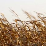 VIDEO: Wind gusts whip across Manitoba