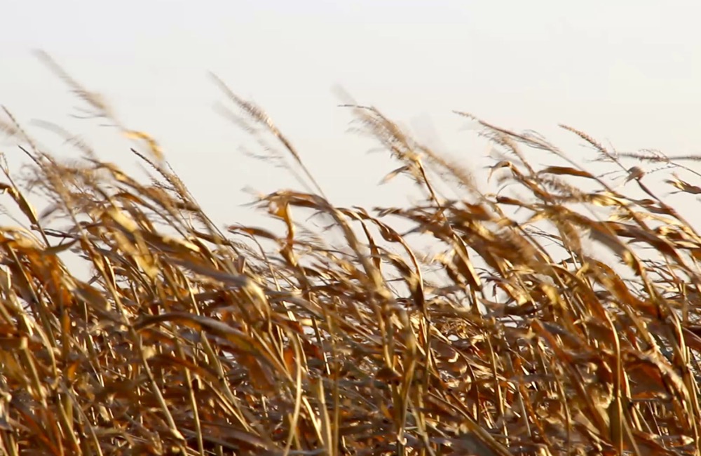 VIDEO: Wind gusts whip across Manitoba