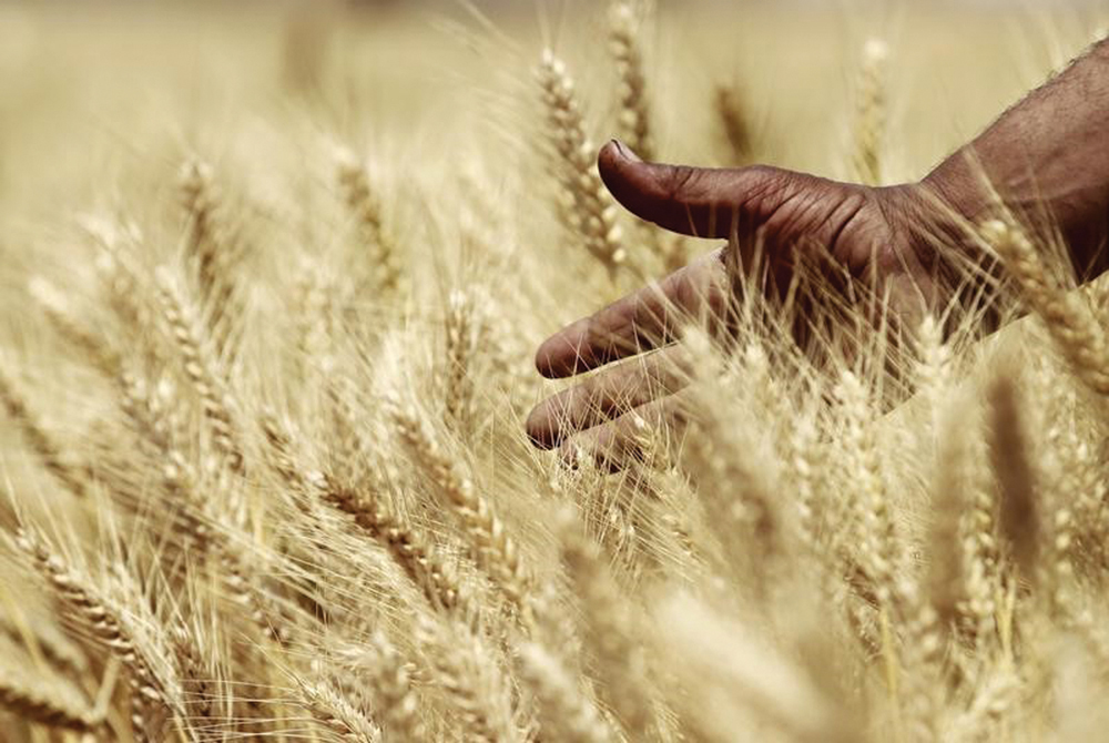High-tech tracker to battle ancient wheat plague
