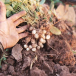 The bambara nut, seen here after being dug, is one type of legume that could benefit from its wild relatives.