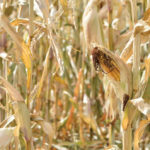Standing corn may be a viable way for Manitoba producers to extend their grazing season, but there are a few things
to watch for.