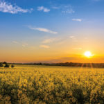 Canola trade shrugs off increase in total stocks