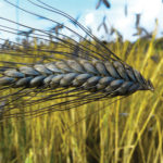 The wheat-like cereal emmer was one of the earliest crops to show evidence of human influence.