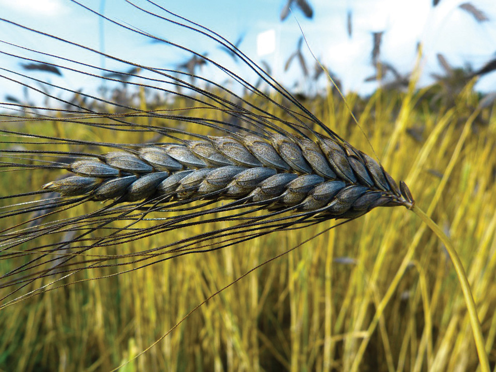 The wheat-like cereal emmer was one of the earliest crops to show evidence of human influence.