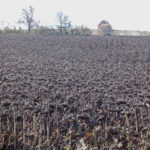 Manitoba’s sunflower crop is coming off and farmers are generally satisfied with what they’re harvesting.