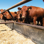 Cattle prices hold steady against strength in loonie