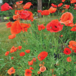 The poppy: a meaningful symbol of remembrance
