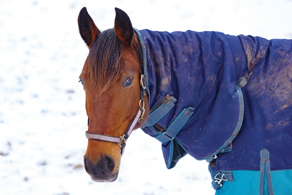 The return of colder weather means horse owners may be considering blanketing their animals.