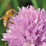 Bees and other beneficial insects could some day benefit from new pyrethroid pesticide research.